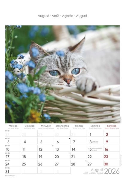 Katzen 2026 - Bildkalender 23,7x34 cm - Kalender mit Platz für Notizen - mit vielen Zusatzinformationen - Cats - Wandkalender - Alpha Edition