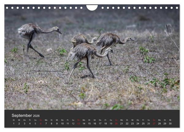 Produktbild: Wildlife Pantanal 2026 (Wandkalender 2026 DIN A4 quer), CALVENDO Monatskalender