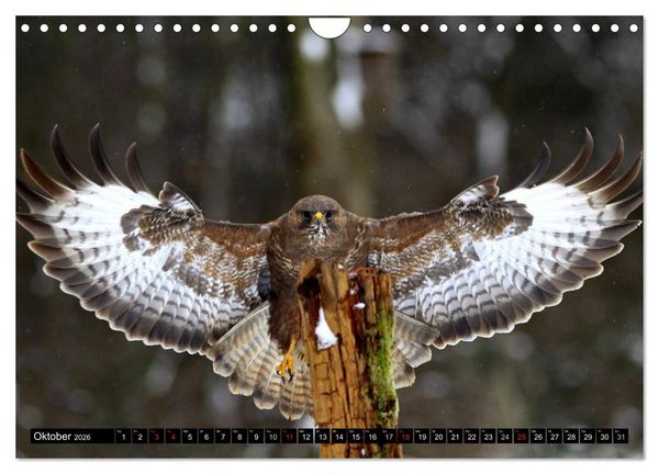 Produktbild: GREIFV&Ouml;GEL wild & frei (Wandkalender 2026 DIN A4 quer), CALVENDO Monatskalender