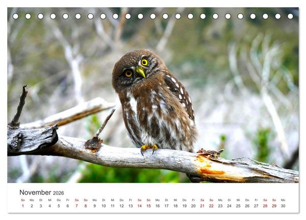 Produktbild: Eulen - Wachsame und geheimnisvolle Augen (Tischkalender 2026 DIN A5 quer), CALVENDO Monatskalender