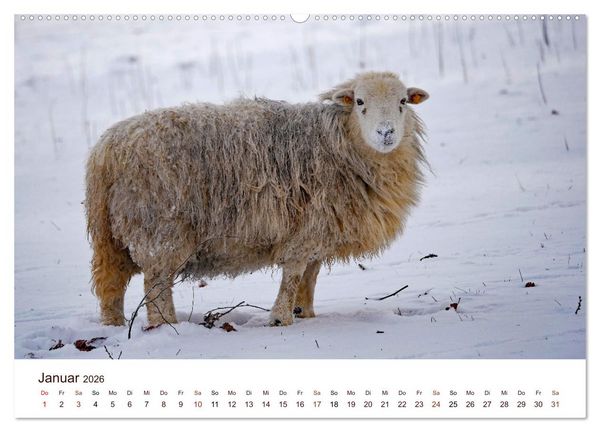 Produktbild: Sch&ouml;ne Schafe (Wandkalender 2026 DIN A2 quer), CALVENDO Monatskalender