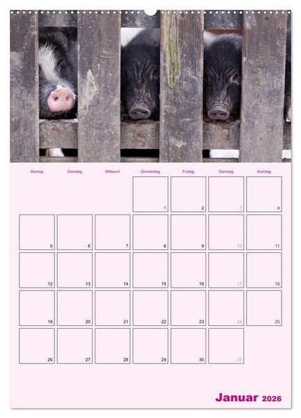 Produktbild: Schweinischer Terminplaner (Wandkalender 2026 DIN A2 hoch), CALVENDO Monatskalender