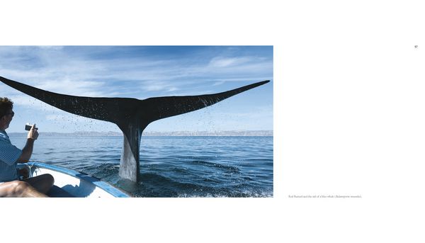 Produktbild: The Sea of Dreams