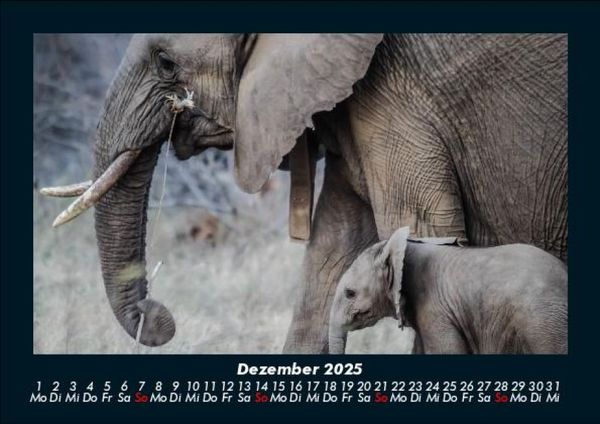 Produktbild: Elefanten - Die sanften Riesen Afrikas 2025 Fotokalender DIN A5