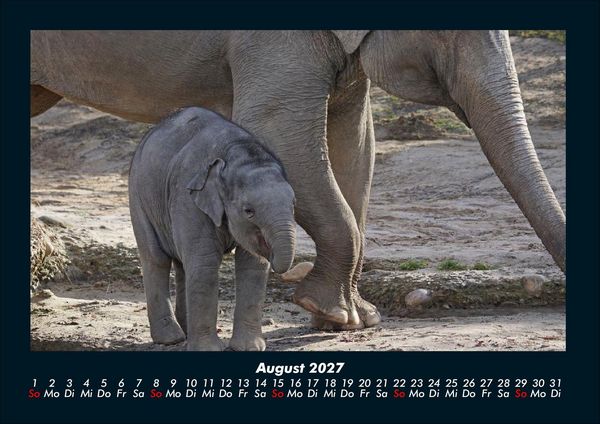 Produktbild: Der Elefantenkalender 2027 Fotokalender DIN A4