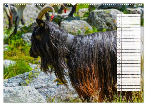 Produktbild: Ziegenfreude (Wandkalender 2026 DIN A2 quer), CALVENDO Monatskalender