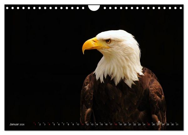 Produktbild: Faszination Greifv&ouml;gel Schnelle J&auml;ger (Wandkalender 2026 DIN A4 quer), CALVENDO Monatskalender