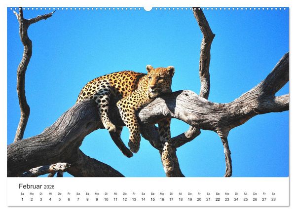 Produktbild: Botswana - Grandiose Wildnis (Wandkalender 2026 DIN A2 quer), CALVENDO Monatskalender