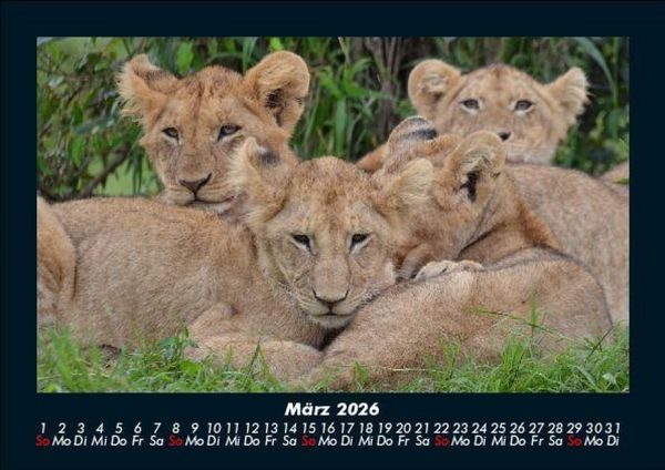 Produktbild: L&ouml;wen in der Wildnis 2026 Fotokalender DIN A5
