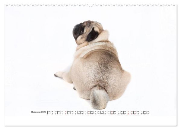 Produktbild: Mops - unwiderstehlich und charmant (hochwertiger Premium Wandkalender 2026 DIN A2 quer), Kunstdruck in Hochglanz