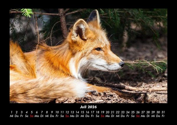 Produktbild: Der Tierkalender 2026 Fotokalender DIN A3
