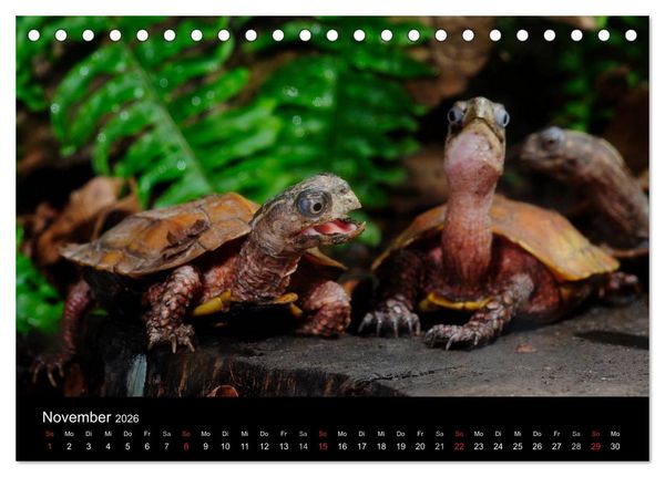 Produktbild: REPTILIEN IM TERRARIUM (Tischkalender 2026 DIN A5 quer), CALVENDO Monatskalender