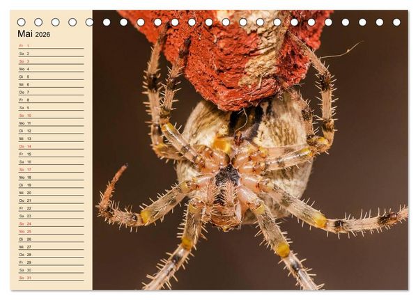 Produktbild: Faszination Spinnen (Tischkalender 2026 DIN A5 quer), CALVENDO Monatskalender