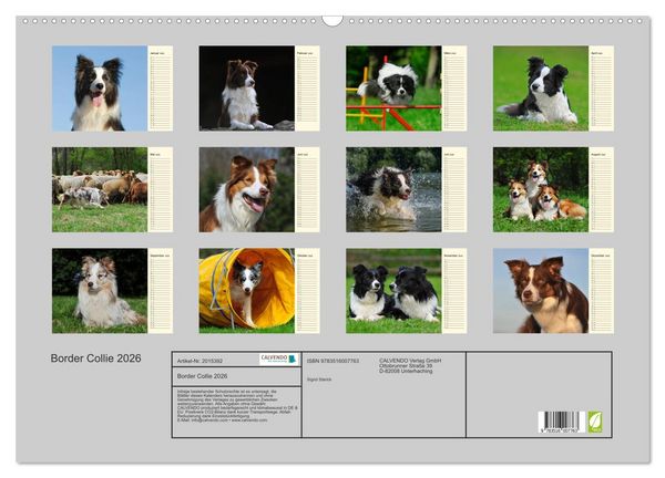 Produktbild: Border Collie 2026 (Wandkalender 2026 DIN A2 quer), CALVENDO Monatskalender