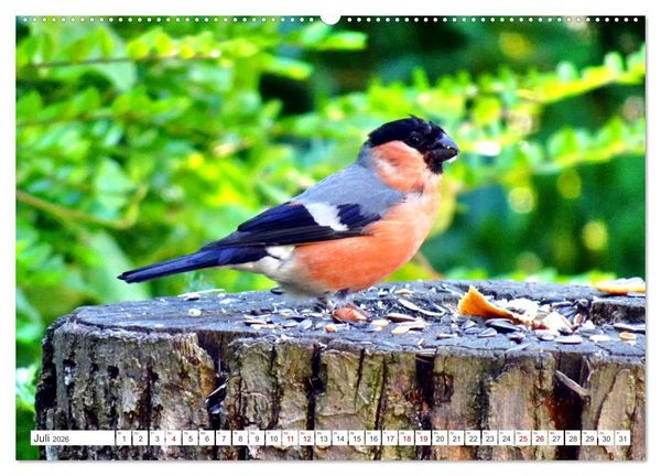 Produktbild: Herr und Frau Gimpel - Stammg&auml;ste im Garten (Wandkalender 2026 DIN A2 quer), CALVENDO Monatskalender