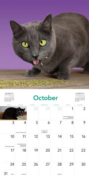 Produktbild: Cats on Catnip Wall Calendar 2027