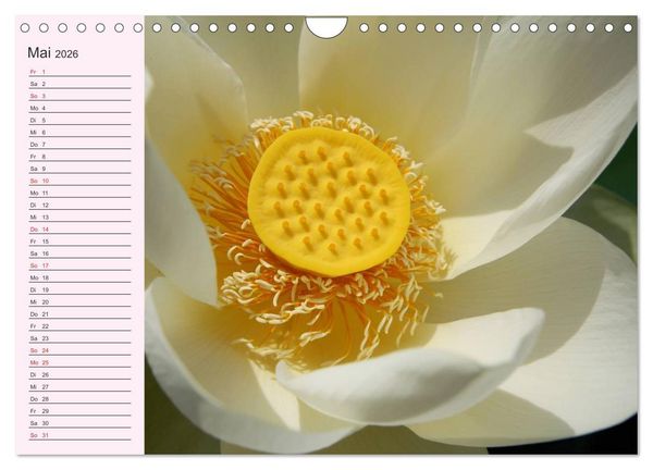 Produktbild: Lotos. Symbol f&uuml;r Reinheit und Kraft (Wandkalender 2026 DIN A4 quer), CALVENDO Monatskalender