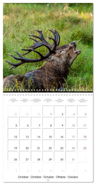 Produktbild: Aux bois des cerfs (Calendrier mural carr&eacute; 2026 30x30 cm) Calendrier double avec une page pour vos prises de notes