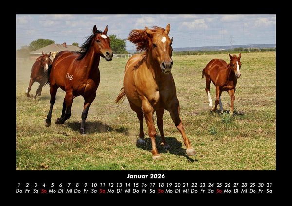 Produktbild: Die Welt der Pferde 2026 Fotokalender DIN A3