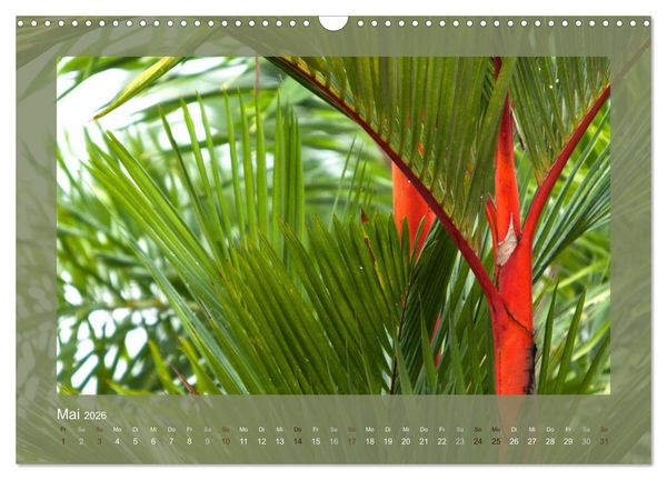 Produktbild: Bambus (Wandkalender 2026 DIN A3 quer), CALVENDO Monatskalender
