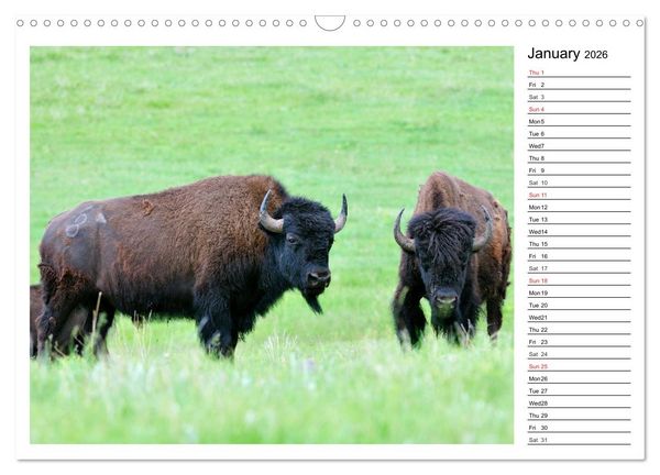 Produktbild: Bisons of North America (Wall Calendar 2026 DIN A3 landscape), CALVENDO 12 Month Wall Calendar