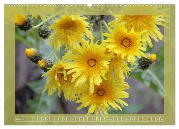 Produktbild: Wundersame Kanarenflora (Wandkalender 2027 DIN A2 quer), CALVENDO Monatskalender