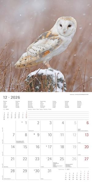 Produktbild: Alpha Edition - Eulen 2026 Broschürenkalender, 30x30cm, Wandkalender mit Platz für Notizen und Termine, beeindruckende Eulen-Motive, Monatsübersicht u