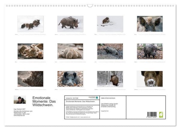Produktbild: Emotionale Momente: Das Wildschwein. (Wandkalender 2026 DIN A2 quer), CALVENDO Monatskalender