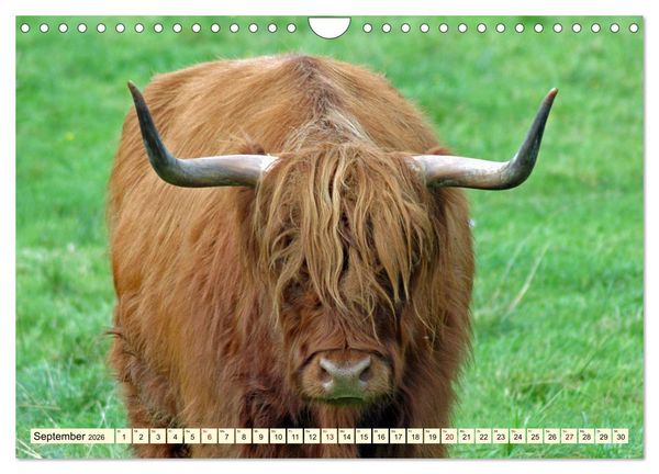 Produktbild: Die anmutigste Rinderrasse - Das schottische Hochlandrind (Wandkalender 2026 DIN A4 quer), CALVENDO Monatskalender