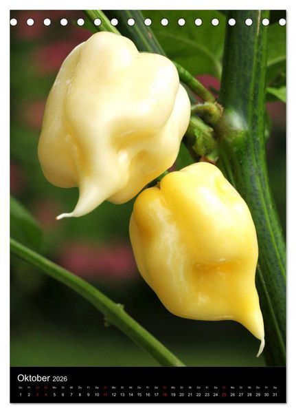 Produktbild: Chilis - H&ouml;llisch scharfe Fr&uuml;chtchen (Tischkalender 2026 DIN A5 hoch), CALVENDO Monatskalender
