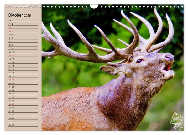 Produktbild: Rotwild. Edle Hirsche, stolze K&uuml;he (Wandkalender 2026 DIN A3 quer), CALVENDO Monatskalender