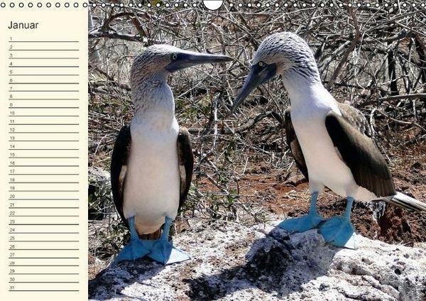 Produktbild: Gal&aacute;pagos Geburtstagskalender (Wandkalender immerw&auml;hrend DIN A3 quer)
