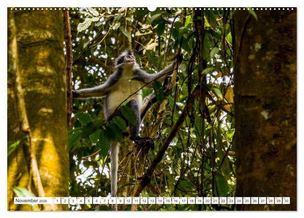 Produktbild: Gunung Leuser Nationalpark Sumatra (Wandkalender 2026 DIN A2 quer), CALVENDO Monatskalender