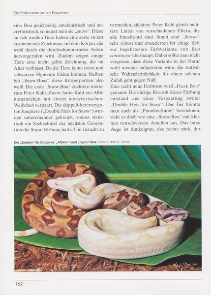 Produktbild: Boa constrictor