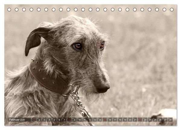 Produktbild: Windhunde eye-catcher (Tischkalender 2026 DIN A5 quer), CALVENDO Monatskalender