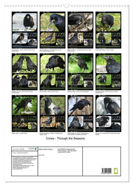 Produktbild: Crows - Through the Seasons (Wall Calendar 2026 DIN A2 portrait), CALVENDO 12 Month Wall Calendar