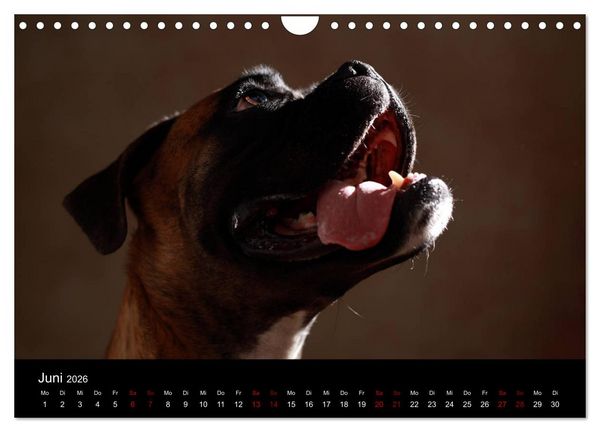 Produktbild: Liebenswerte Boxer (Wandkalender 2026 DIN A4 quer), CALVENDO Monatskalender