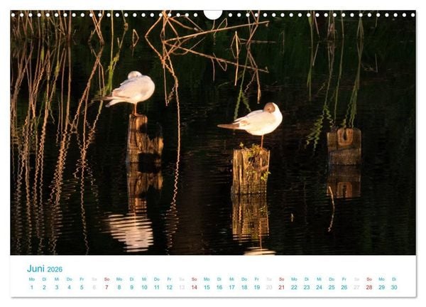 Produktbild: Der Dar&szlig; Kalender (Wandkalender 2026 DIN A3 quer), CALVENDO Monatskalender