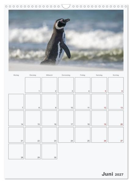 Produktbild: Alltag bei den Pinguinen auf Falkland (Wandkalender 2027 DIN A3 hoch), CALVENDO Monatskalender