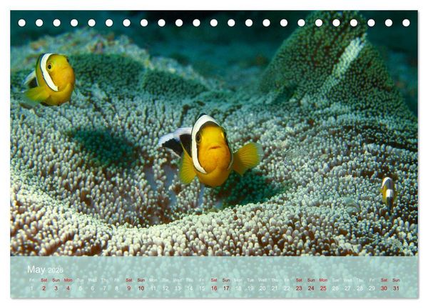 Produktbild: Anemonefish - always busy - always on the move (Desk Calendar 2026 DIN A5 landscape), CALVENDO 12 Month DeskCalendar