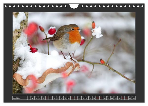 Produktbild: Winterzauber - Tiere in Eis und Schnee (Wandkalender 2026 DIN A4 quer), CALVENDO Monatskalender