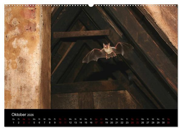 Produktbild: Flederm&auml;use - J&auml;ger der Nacht (Wandkalender 2026 DIN A2 quer), CALVENDO Monatskalender
