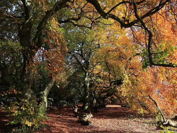 Produktbild: CALVENDO Puzzle Die S&uuml;ntelbuchenallee von Bad Nenndorf im Oktober | 1000 Teile Lege-Gr&ouml;&szlig;e 64x48cm Foto-Puzzle f&uuml;r gl&uuml;ckliche Stunden