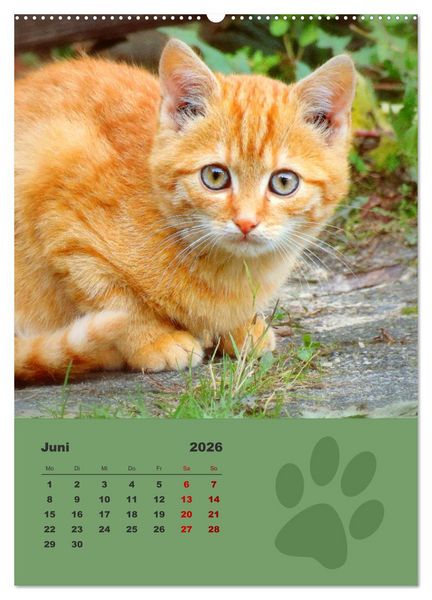 Produktbild: Wilde T&auml;tzchen, kleine wilde Katzen entdecken die Welt (Wandkalender 2026 DIN A2 hoch), CALVENDO Monatskalender