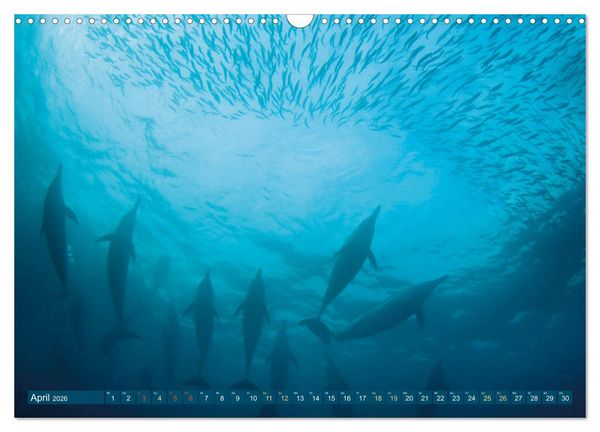 Produktbild: Delfine: Elegante Wellenreiter (Wandkalender 2026 DIN A3 quer), CALVENDO Monatskalender