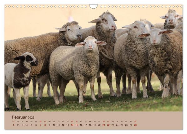 Produktbild: Bauernhoftiere - Von Klein bis Gro&szlig;, mit Fell und mit Federn. (Wandkalender 2026 DIN A3 quer), CALVENDO Monatskalender