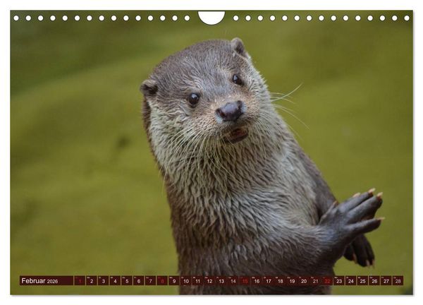 Produktbild: Otter. Frech, laut und clever (Wandkalender 2026 DIN A4 quer), CALVENDO Monatskalender