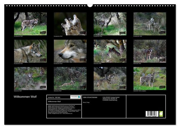 Produktbild: Willkommen Wolf (Wandkalender 2026 DIN A2 quer), CALVENDO Monatskalender