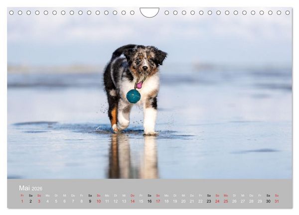 Produktbild: Australian Shepherd 2026 (Wandkalender 2026 DIN A4 quer), CALVENDO Monatskalender