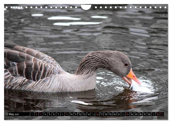 Produktbild: Lovely Water Birds (Wall Calendar 2027 DIN A4 landscape), CALVENDO 12 Month Wall Calendar